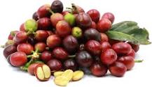 Image result for advantage of red cherry in coffee beans