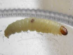 what do fly maggots look like