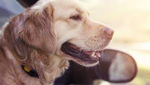 Dogs May Be Able To Sniff Out Seizures