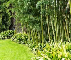 15 Best Bamboo Plants For Screening And