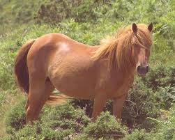 Chestnut Horse Color Wikipedia