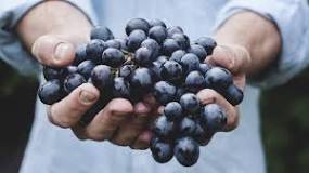 what-type-of-grapes-are-the-healthiest