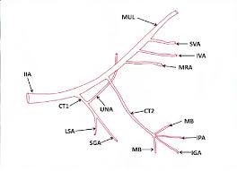 Check spelling or type a new query. Schematic Diagram Of Variant Branches Of The Internal Iliac Artery Download Scientific Diagram