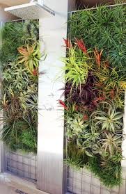 Patio Or Side Yard With A Living Wall