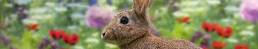 Stay Off Rabbit Repellent Garden World
