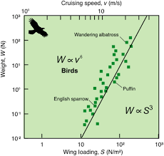 Scaling Of Bird Wings And Feathers For Efficient Flight