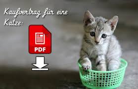 Kaufvertrag katze rechtssichere vorlage zum. Du Willst Eine Katze Kaufen Oder Adoptieren Mit Dieser Anleitung Findest Du Die Richtige Cat News Net