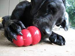 how to use a kong for dogs barkercise