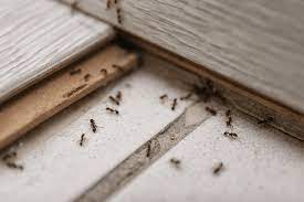 how to get rid of ants in arizona