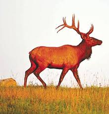 Elk art elk pencil d. 2020 Elk Hunt Draw May 16 Sports Murrayledger Com