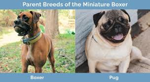 miniature boxer dog breed info
