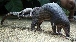 5% coupon applied at checkout save 5% with coupon. Singapore Seizes 26 Tons Of Pangolin Scales News Dw 10 04 2019