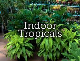 Tropical House Plants Catalogue A D