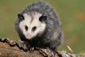 In many states, there are laws in place for trapping animals; How To Get Rid Of Opossums Varment Guard Wildlife Services