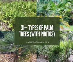 31 diffe types of palm trees with