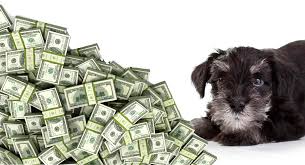 Of course we will always be available with any concerns or. How Much Is A Miniature Schnauzer How To Prepare For The Cost The Happy Puppy Site