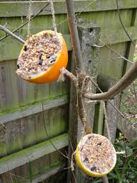 spring citrus bird feeder super simple