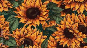 sunflower wallpaper bilder