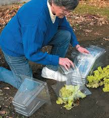 garden cloches lee valley tools