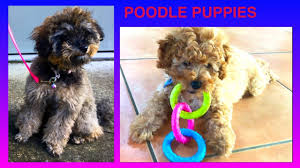 Poodle Puppies Diy Dog Food Fun By Cooking For Dogs