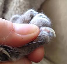 A cutaneous horn (cornu cutaneum) is a hard conical projection from the skin, made of compact keratin. Growth On Cat Paw Pad Cattybox