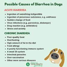 treating diarrhea in dogs holistically
