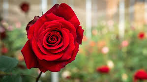 Types Of Roses And Rose Care Lowe S