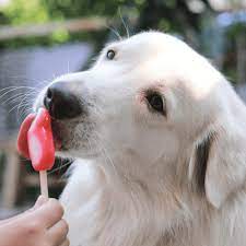 Honden ijsjes: 4 makkelijke recepten