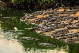 Confira o que o Governo de Mato Grosso fez e está fazendo para preservar os  animais do Pantanal - Notícias - mt.gov.br