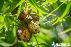 What is the lifespan of a pecan tree?