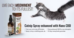 Cbd is great for your furry friends too! Catnip Spray With Cbd 1 Most Effective Catnip New Formula 2021