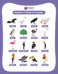 birds names explore list of 100 names