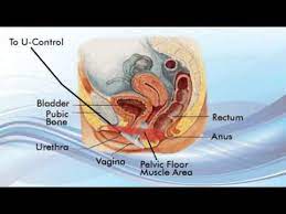 pelvic floor biofeedback for