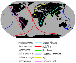 Bird migration - Wikipedia