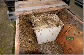 Top bars are the de facto top of the hive. How To Install A Package Of Bees In A Top Bar Hive 200 Top Bar Hives The Low Cost Sustainable Way