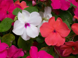 New guinea impatiens will grow great in landscape or in container gardening — just make sure they are in the shade during the afternoon heat. Impatiens How To Plant Grow And Care For Impatiens Flowers The Old Farmer S Almanac
