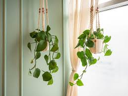 21 best indoor vines and climbers to