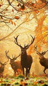 300 deer wallpapers wallpapers com