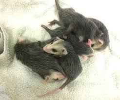 Rescued Baby Opossums Wildcare