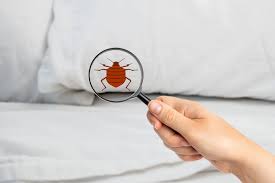 Are Bed Bugs Active In The Winter