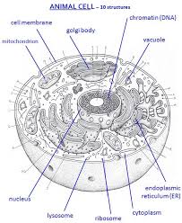 The diagram, like the one above, will include animal cells are eukaryotic in nature, possessing a nucleus and organelles that carry out the different functions the cell must do to thrive and reproduce. Animal Cell Labeled Miss Jackson Science 7