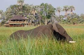 These safaris provide groups of likeminded travelers with a safe and secure environment to experience moremi and the okavango delta, along with other african highlights at a great price. Budget Travel In Moremi Game Reserve Budget Travel Guide
