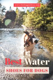 the 16 best water shoes for dogs the