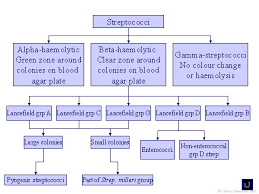 Streptococci