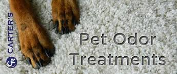 pet odor treatments for carpet carter