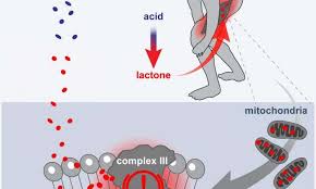 muscle aches statins ile ilgili görsel sonucu