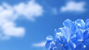 Blue Flower Aesthetic Desktop ...