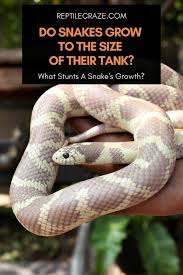 do snakes outgrow their tanks growth