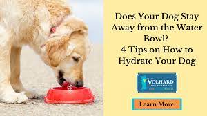 your dog stay away from the water bowl