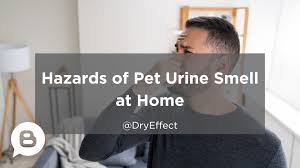 hazards of pet urine smell at home dry